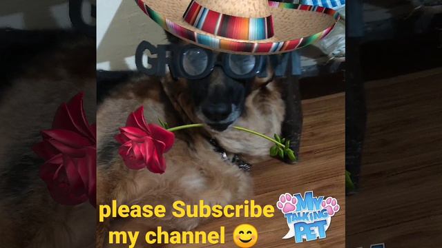 #doglover #viralshort #subscribe #mydog #name #ammy