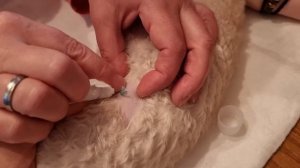 Не повторять! Снятие швов у кошки породы Корниш Рекс после стерилизации.