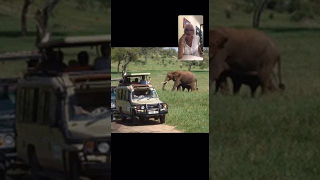 Сафари в Танзании. Прямой эфир Instagram 01.09.2020. Светлана Гураль. смотреть онлайн