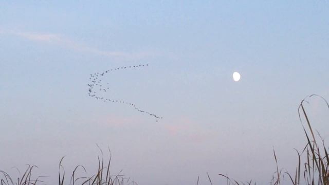 Осень, Журавли на юг!!! смотреть онлайн