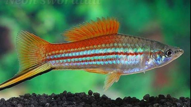 10 different types of sword tail fish. смотреть онлайн