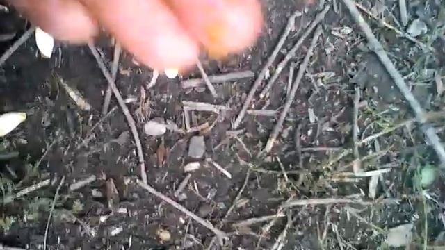 2 лайфхаки як відмити руки від горіхів смотреть онлайн