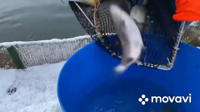 Ежедневный. Запуск. Форель. смотреть онлайн
