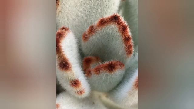 Beautiful succulents❤️❤️| colorful succulents смотреть онлайн