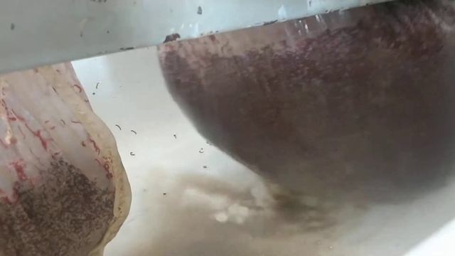 Промывка мотыля смотреть онлайн