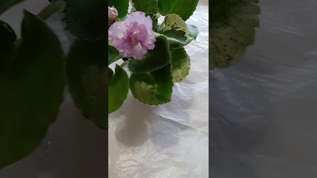 Фиалка ЛЕ Изольда первое цветение смотреть онлайн