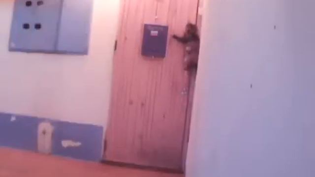 Хитом Ютуб стал ролик из Башкирии о кошке, которая смотреть онлайн