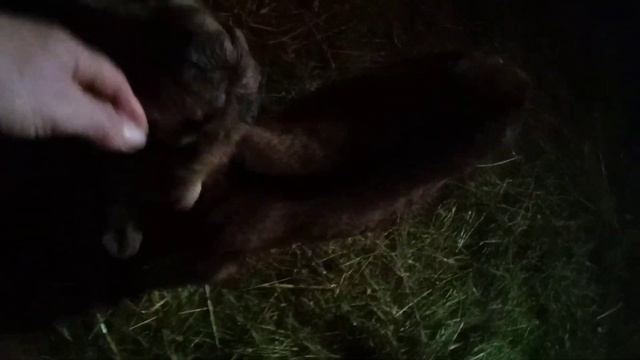 СНОВА ПОПОЛНЕНИЕ В ХОЗЯЙСТВЕ.ВСЕХ С СОЧЕЛЬНИКОМ. смотреть онлайн