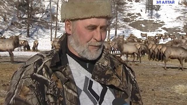 Они являются лидерами в производстве качественной пантовой продукции смотреть онлайн