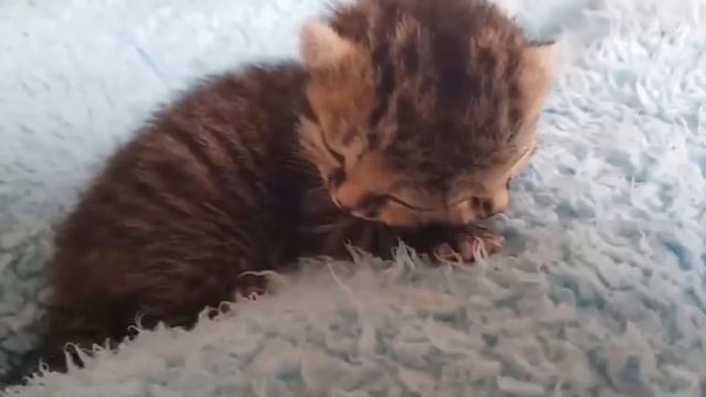 В ЮАР родилась необычная кошка/Любопытные факты смотреть онлайн