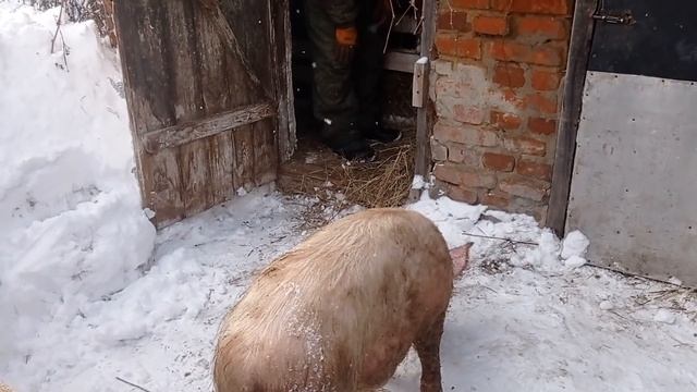Приехали дети.Хрюшки довольны смотреть онлайн