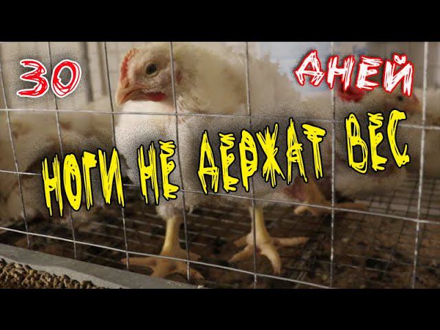 Месячный бройлер Кобб 500 Кости не держат вес Цыплята падают на ноги смотреть онлайн