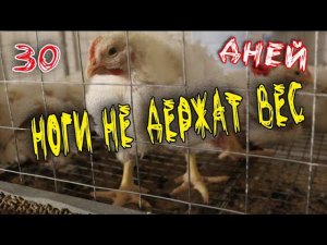 Месячный бройлер Кобб 500  Кости не держат вес Цыплята падают на ноги