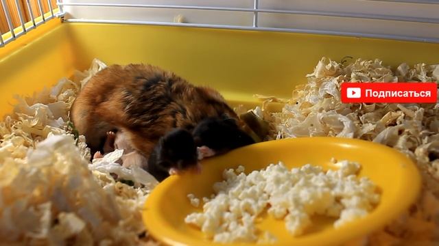 КАК РАСТУТ ХОМКИ | ХОМЯЧАТА С 1го по 21й ДЕНЬ | ХОМЯЧКИ | HOW TO GROW hamster / Alisa Easy Pets смотреть онлайн