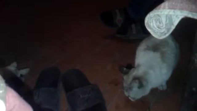 кошки едят грибы смотреть онлайн