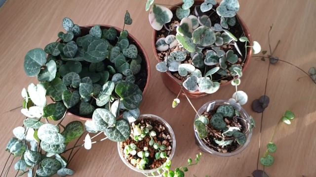 Церопегия Вуду и крестовник Роули: уход, обзор и размножение. смотреть онлайн