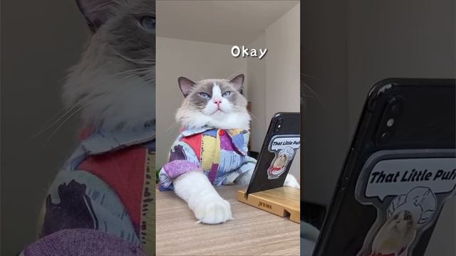 Epic Fails of That Little Puff | Try Not to Laugh! смотреть онлайн