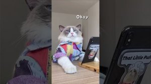 Epic Fails of That Little Puff | Try Not to Laugh!