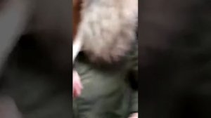 Куртка трансформер