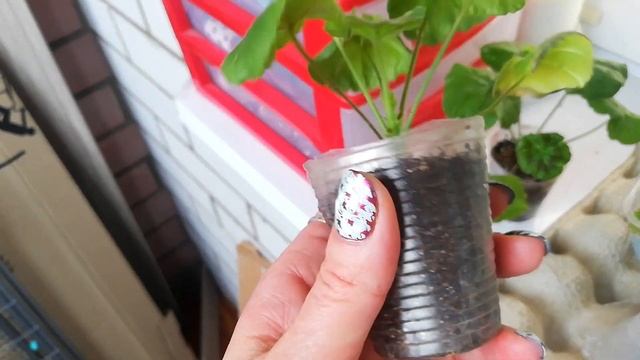 Как себя чувствуют сгоревшие пеларгонии. Клубника-земляника смотреть онлайн