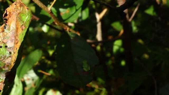 Дальне-Восточная Квакша ...Изумрудная Little КРАСАВИЦА ...23. 09.2022 г . Canon 80 D Lost Paradise смотреть онлайн