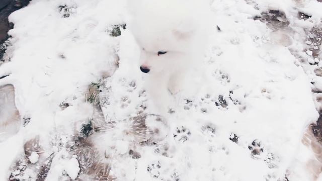 КУПИЛИ ЩЕНКА САМОЕДА. САМОЕД СИНАЙ смотреть онлайн