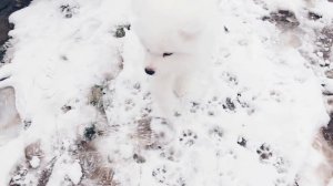 КУПИЛИ ЩЕНКА САМОЕДА. САМОЕД СИНАЙ