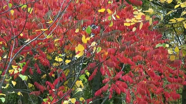 Осень - ЕЩЕ ОДИН ДЕНЬ В РАЮ. Another Day In Paradise. Music Phil Collins - panflute version смотреть онлайн