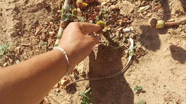 Высаживаю СЕДУМ на альпийскую горку # Sedum spathulifolium "Cape Blanco" pflanze ich auf Steinbeet. смотреть онлайн