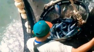 Самые Большие Уловы На Траулерах Рыболовецких Суднах с Сетью.