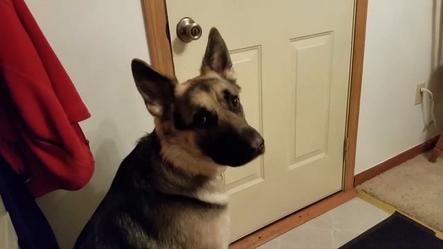 This is the reaction I get from Hans every time I pick up my car keys смотреть онлайн