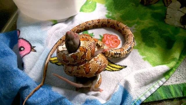 Маисовый полоз,процесс удушения смотреть онлайн