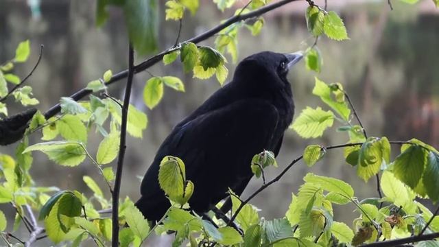 Sony alpha a58 video - random crow at river смотреть онлайн