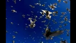 Голуби,мои вы милые