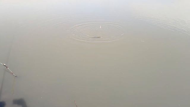 Щука килошная на леску 0,1! смотреть онлайн