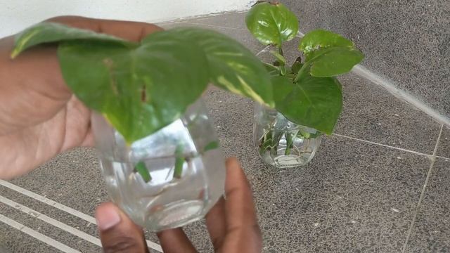Propagating Pothos/Money plant (Epipremnum Aureum) | Terrace Garden смотреть онлайн