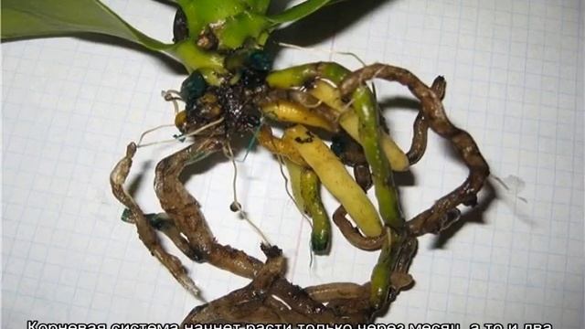 Как нарастить корни у Орхидеи в домашних условиях смотреть онлайн