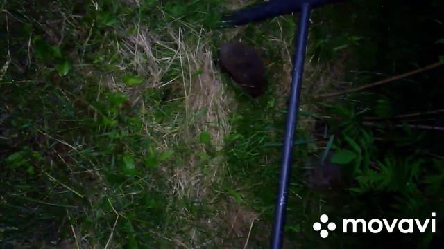 ?Как ёжик разговаривает How the hedgehog talks ? смотреть онлайн