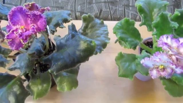 СОРТ И СПОРТ ФИАЛКИ. ЧТО ЭТО ? НАГЛЯДНОЕ СРАВНЕНИЕ. смотреть онлайн