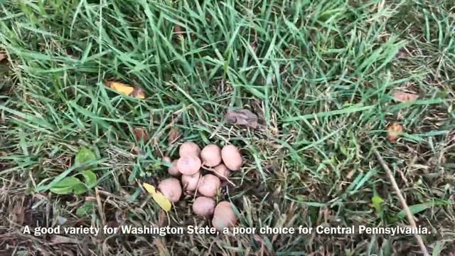 TPS POTATO REVEAL AMAZING DIPLOID YIELD смотреть онлайн