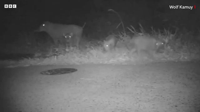 😬 В Японии запускают на поля роботов-волков с красными глазами, чтобы отпугивать диких животных. смотреть онлайн