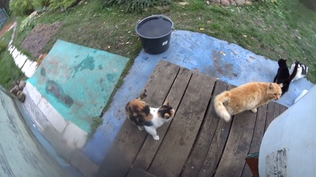 Деревенские кошки смотреть онлайн