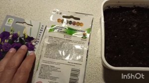 Комнатная эустома.  Выращивание из семян 28.07.22 #эустома #семена #цветы #цветынабалконе