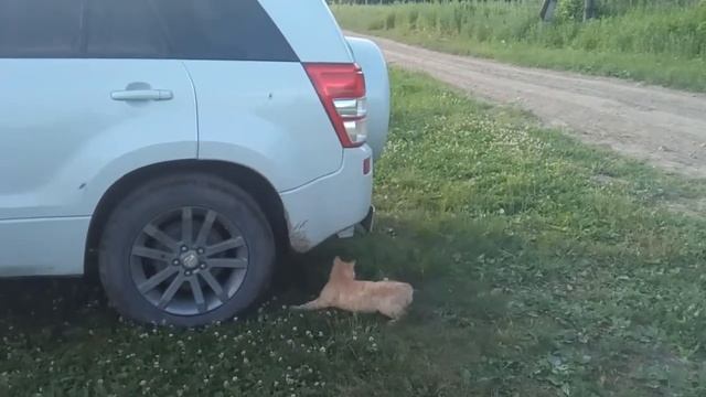 Кот ловит оводов и ест их 2 смотреть онлайн