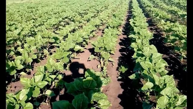 Выращивание подсолнечника производитель Лимагрейн .Подсолнечник ЛГ 5631. Обзор. смотреть онлайн