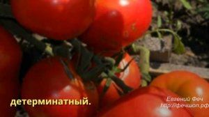 Ранние сорта для открытого грунта и тепли
