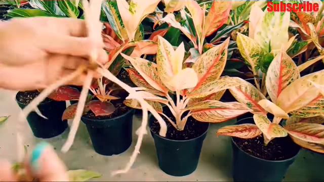 Aglaonema Siam Diamond Propagation II Siam Diamond Propagation Thru Division Process II