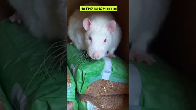 ПАЦЮК слетел с катушек / Вытворяет крысиные дела / ВЛАСТЬ ПОГУБИТ ПАЦЮКА смотреть онлайн