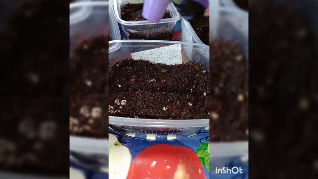 При таком посеве томатов вы забудете о черной ножке, а рассада будет здоровой и крепкой смотреть онлайн