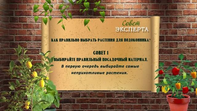 Интернет-магазин чудогрядка.рф в программе «Добрый урожай на подоконнике» смотреть онлайн